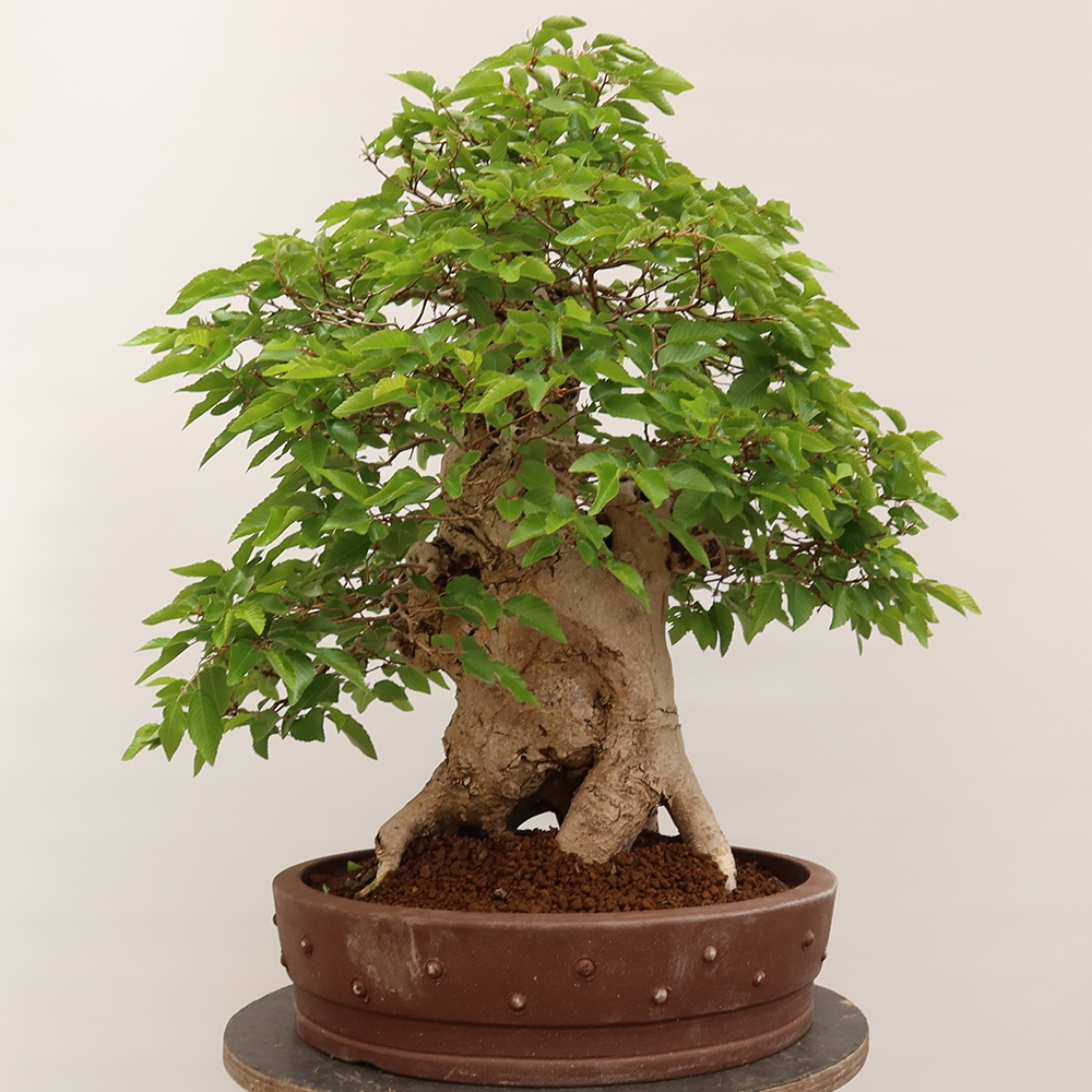 Bonsai plenerowe - Carpinus Coreana - grab koreański