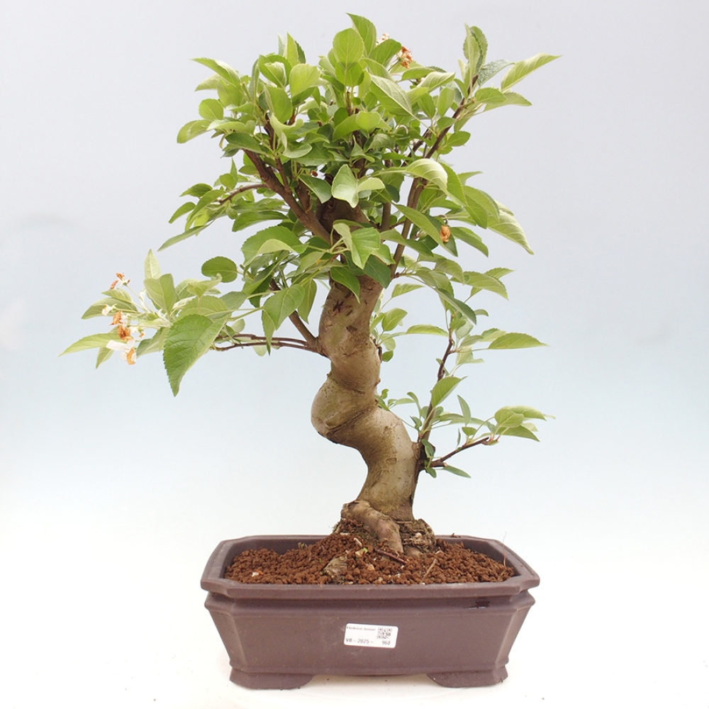 Bonsai plenerowe - Malus Halliana - Jabłoń drobnoowocowa