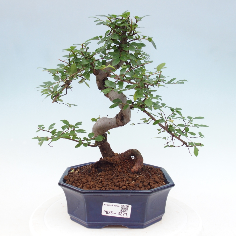 Pokój bonsai - Ulmus parvifolia - Wiąz drobnolistny