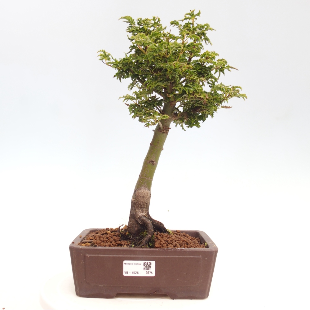Bonsai zewnętrzne - klon Acer palmatum Shishigashira