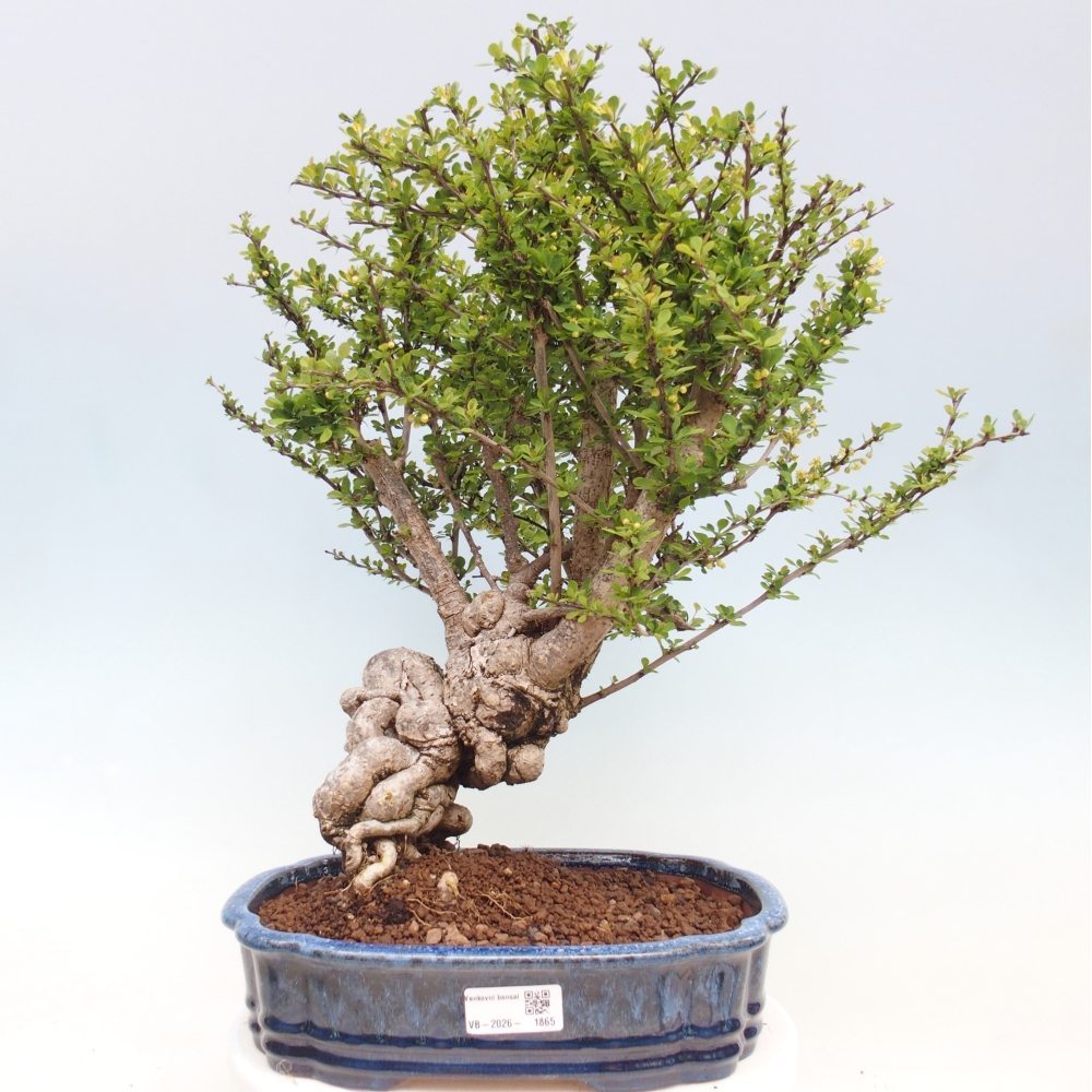 Bonsai zewnętrzne - Berberis coreana