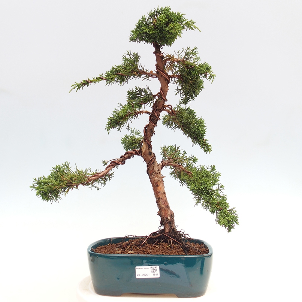 Outdoor bonsai - Juniperus chinensis Kishu - chiński jałowiec