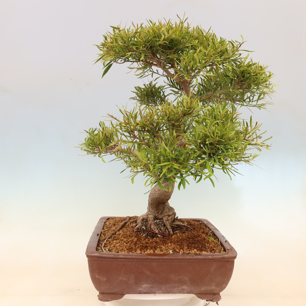 Pokój bonsai - Ficus nerifolia - figowiec drobnolistny