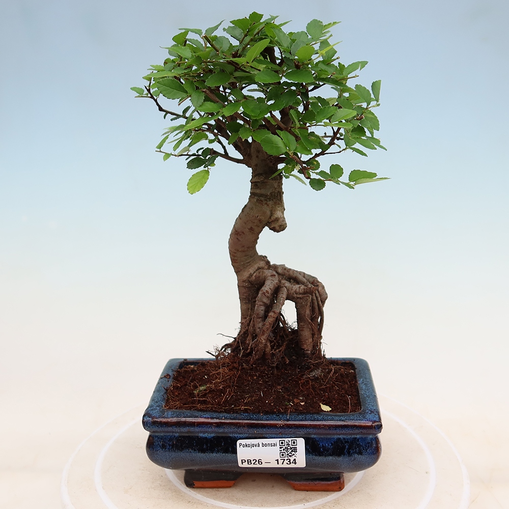 Pokój bonsai - Ulmus parvifolia - Wiąz drobnolistny