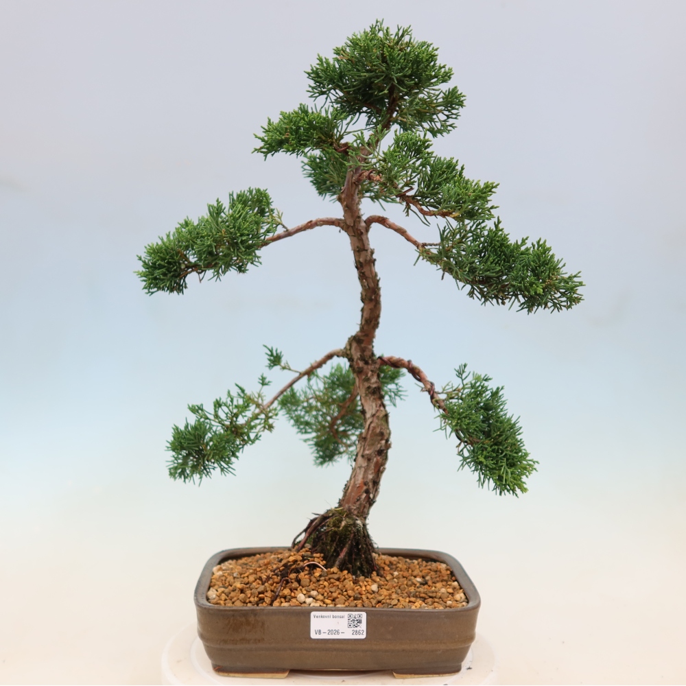 Outdoor bonsai - Juniperus chinensis Kishu