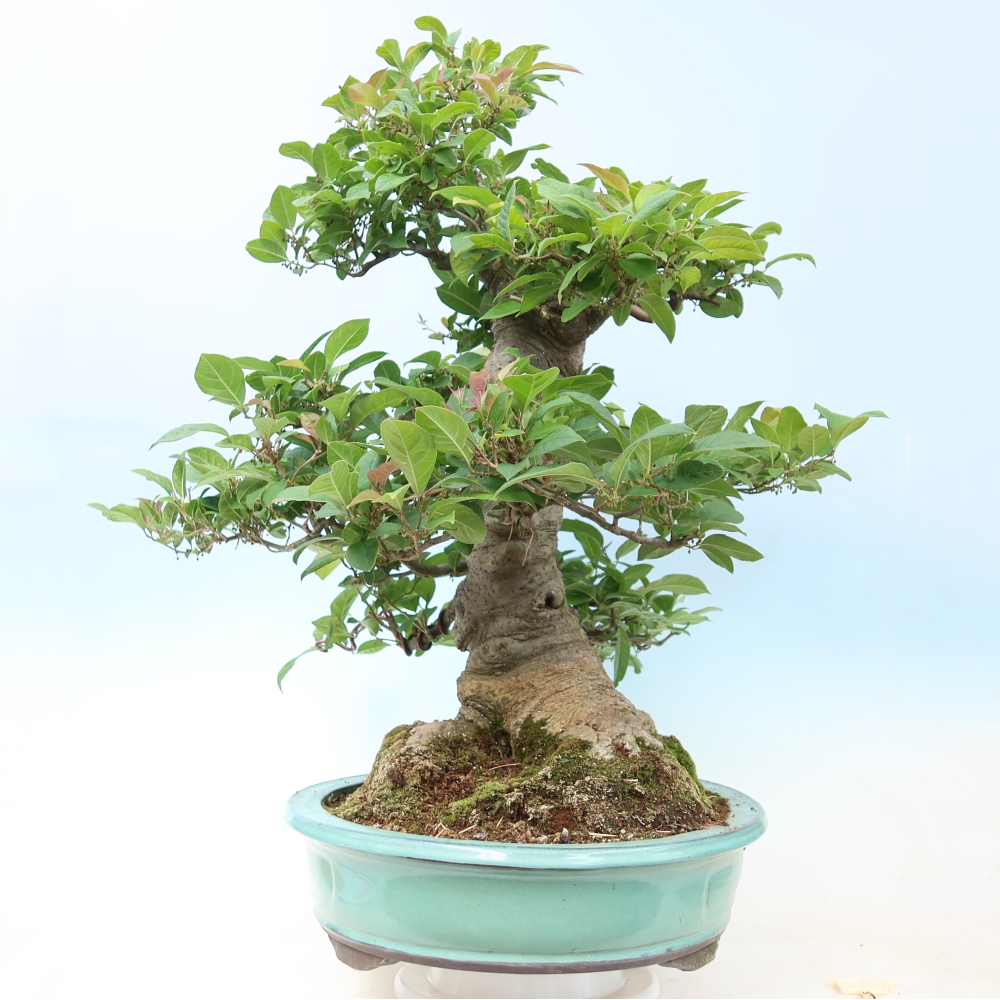 Bonsai ogrodowe – Ilex serrata – ostroliść