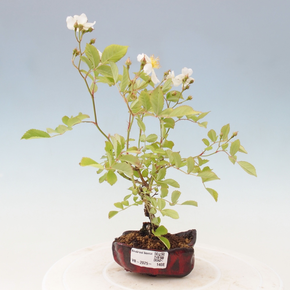 Bonsai na zewnątrz - Rosa sp. - róża drobnokwiatowa