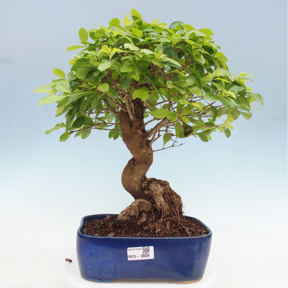 Bonsai pokojowe - Duranta erecta Aurea