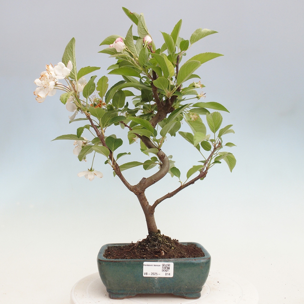 Bonsai plenerowe - Malus Halliana - Jabłoń drobnoowocowa