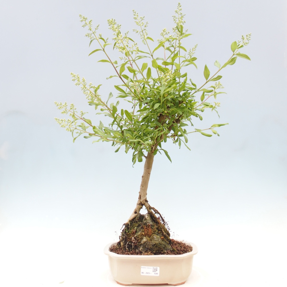 Outdoor bonsai - Ligustrum  - Widok z lotu ptaka