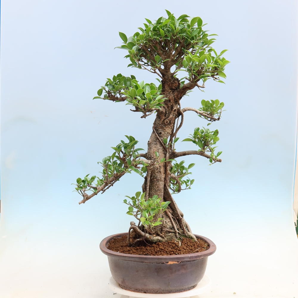 Pokój bonsai - Ficus kimmen - figowiec drobnolistny