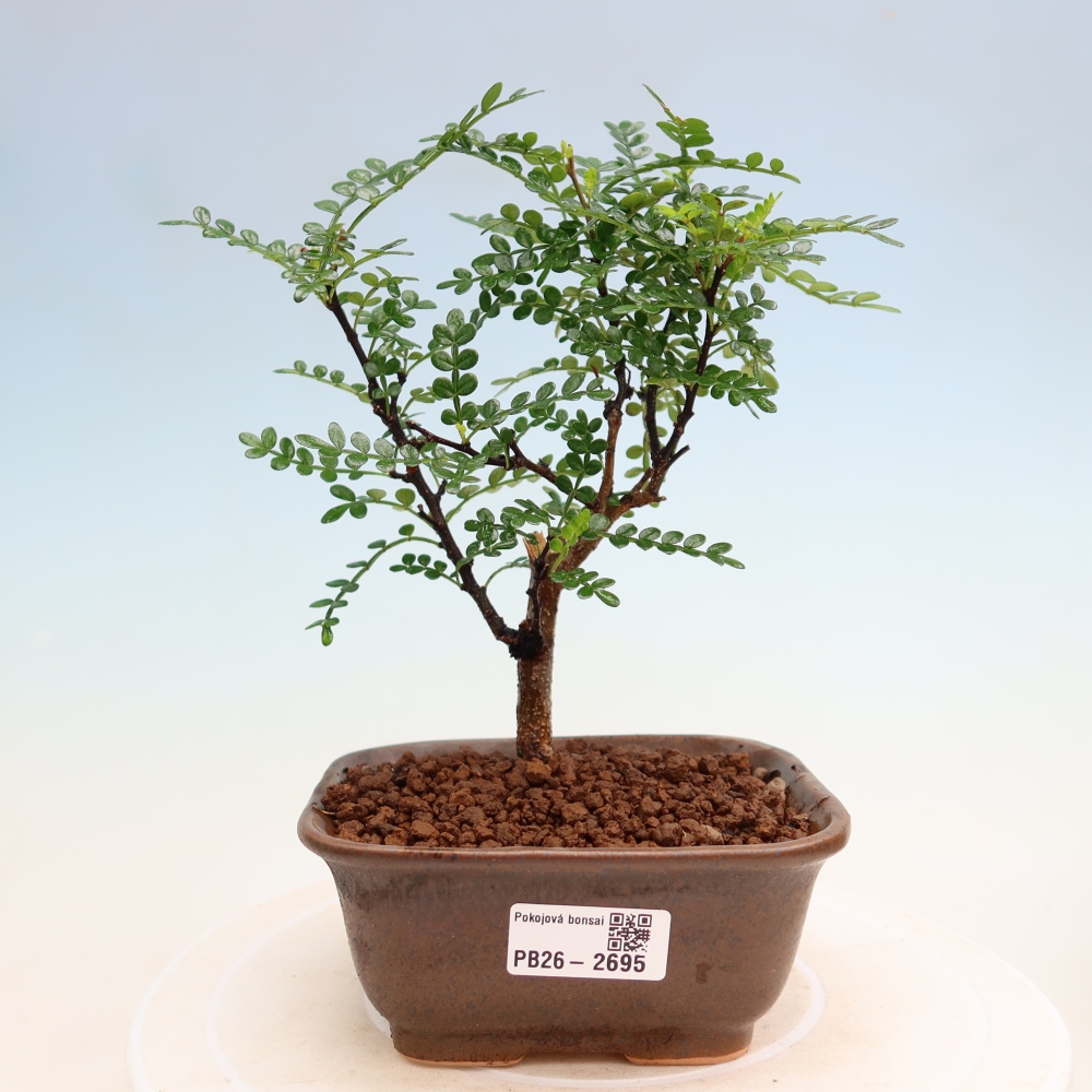 Pokój bonsai - Zantoxylum piperitum - drzewo pieprzowe