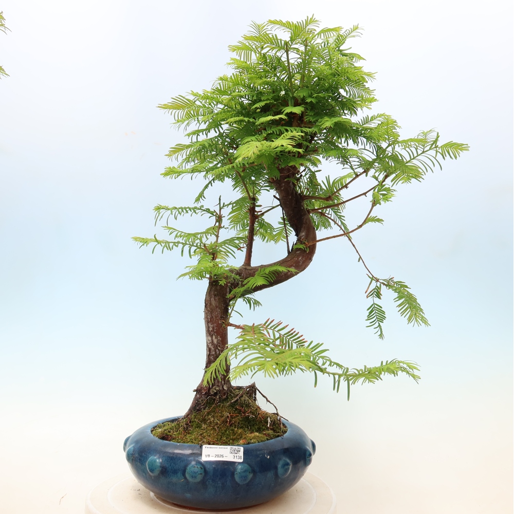 Outdoor bonsai - Metasequoia glyptostroboides - Metasekwoja chińska