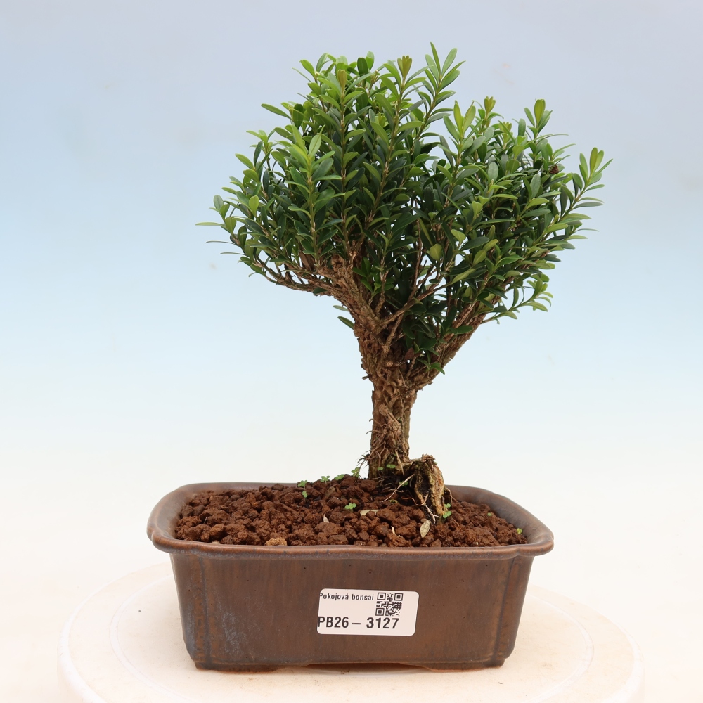 Pokój bonsai - Buxus harlandii - buxus korkowy