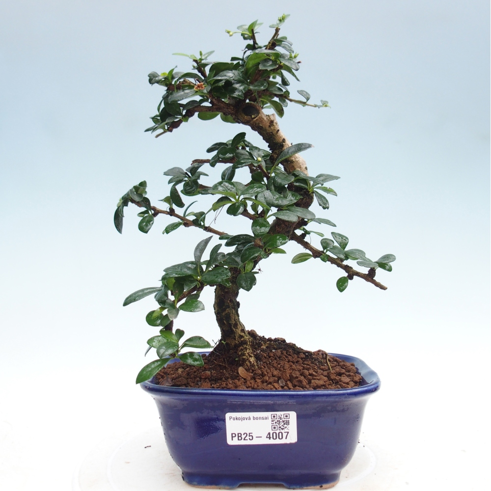 Bonsai pokojowe - Carmona macrophylla - Tea fuki