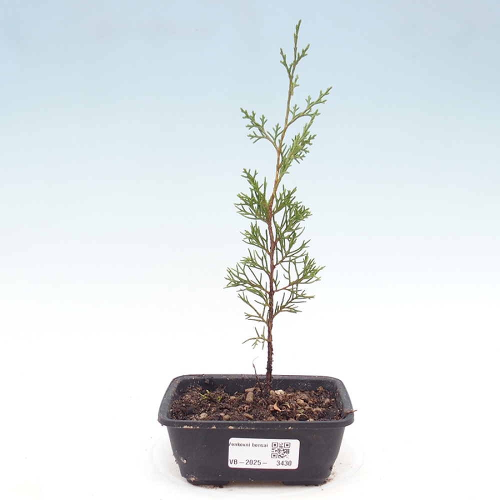 Outdoor bonsai - Juniperus chinensis Itoigawa