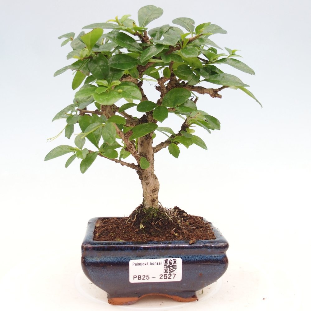 Bonsai wewnętrzne - Carmona makrophylla - Herbata Fuki