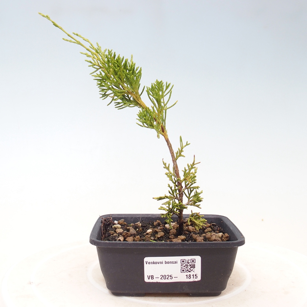 Outdoor bonsai - Juniperus chinensis Itoigawa - Jałowiec chiński