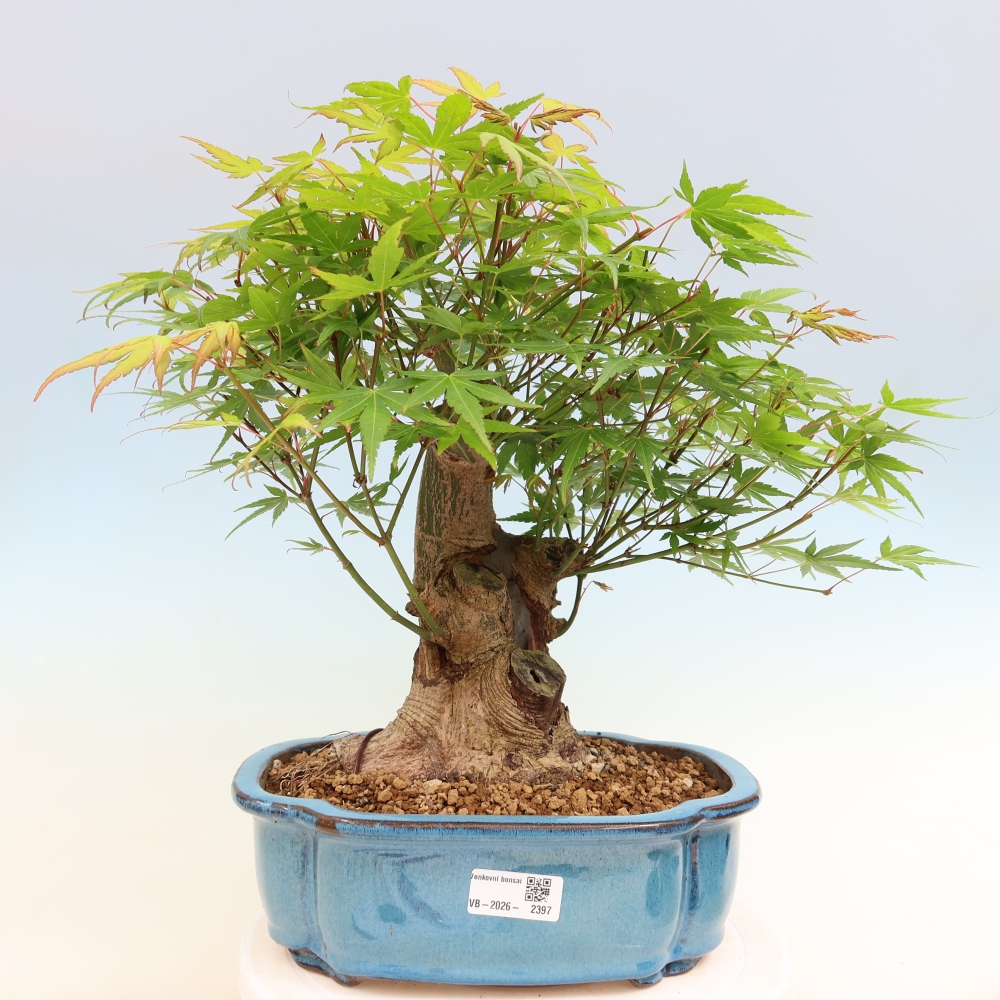 Outdoor bonsai - Klon burgeryjski - Acer burgerianum