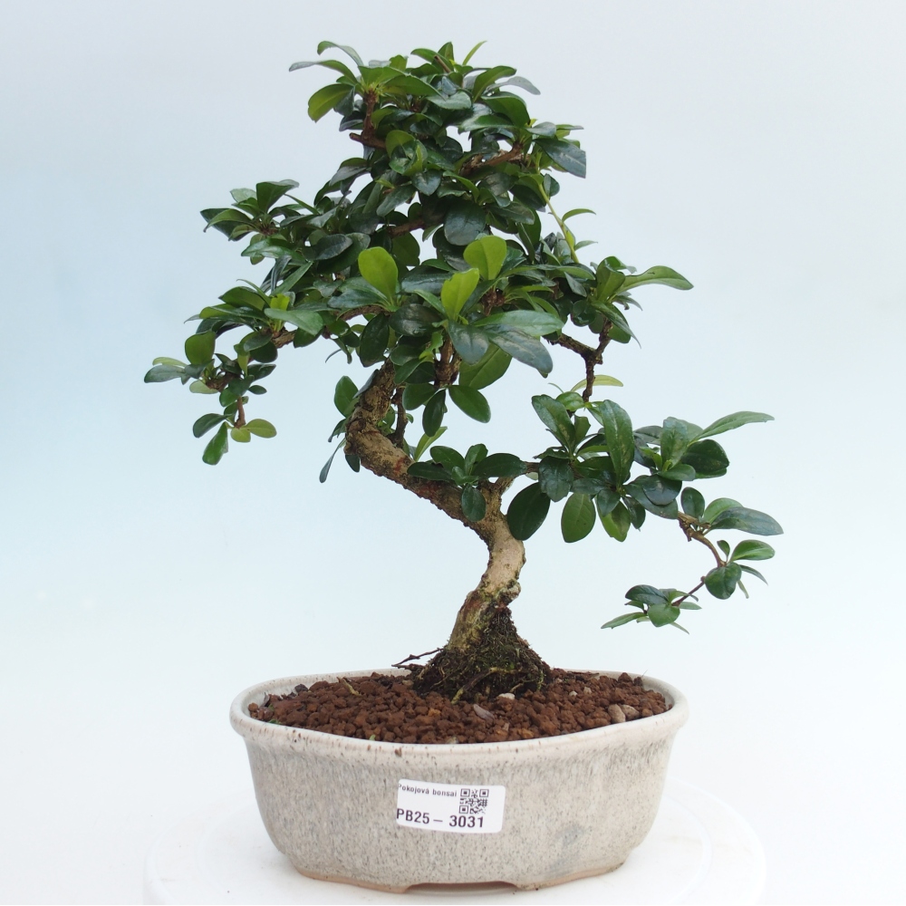 Pokój bonsai - Carmona macrophylla - Tea fuki