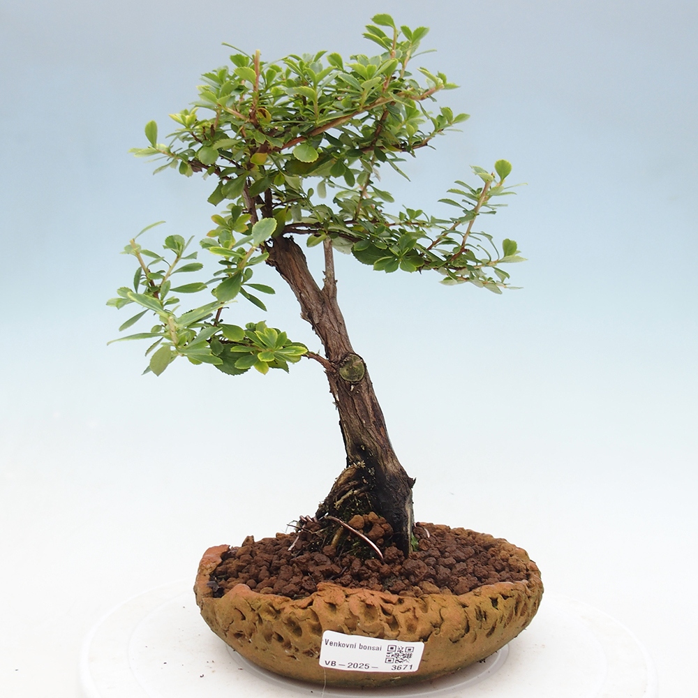 Bonsai zewnętrzne - Escallonia „Dart's Rosy Red” - Urojenie