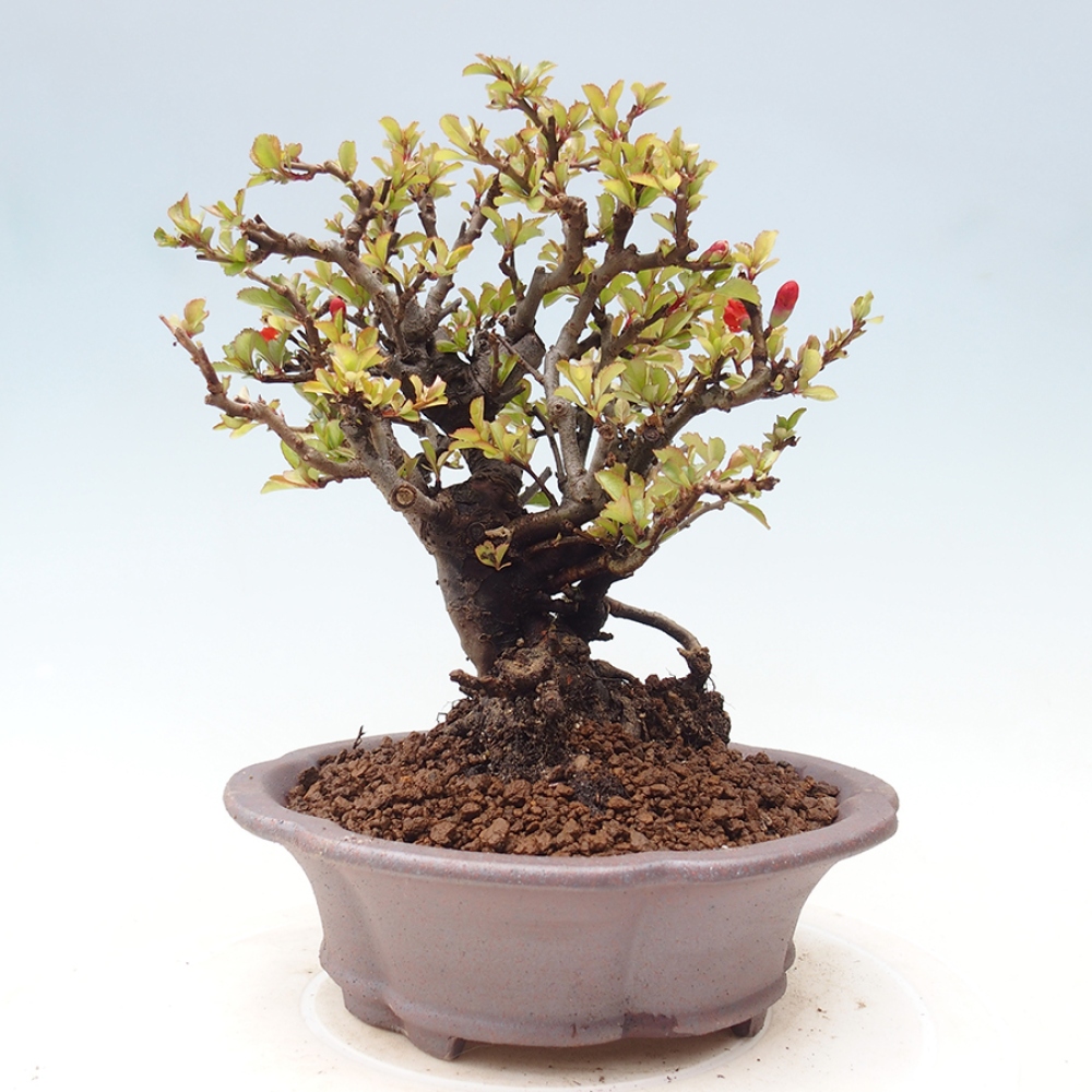 Bonsai zewnętrzne - Chaneomeles speciosa - Pigwa