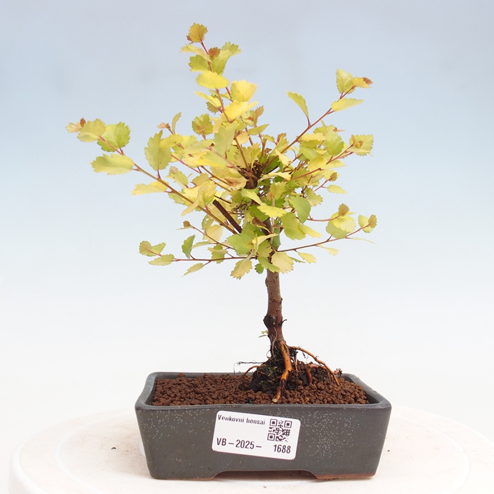 Bonsai zewnętrzne - brzoza karłowata - Betula NANA Treasure