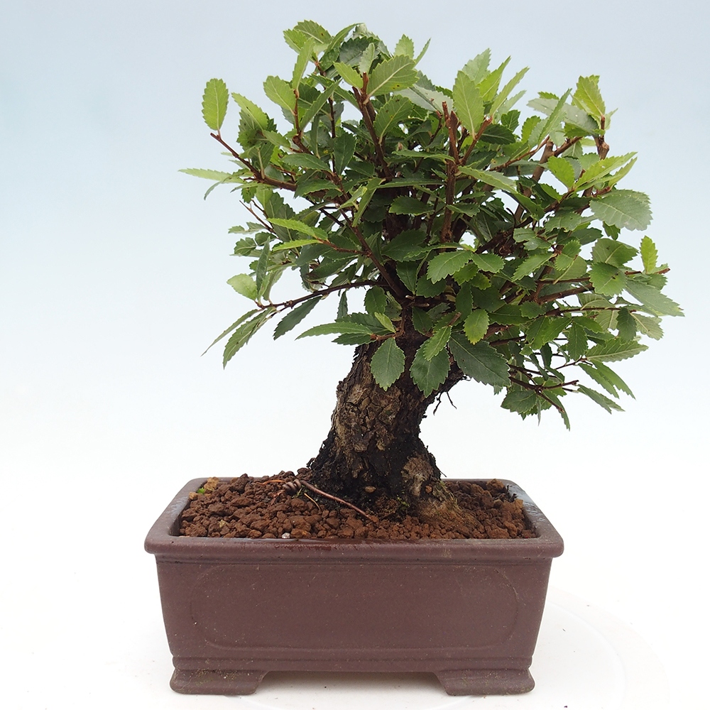 Bonsai zewnętrzne - Zelkova - Zelkova NIRE