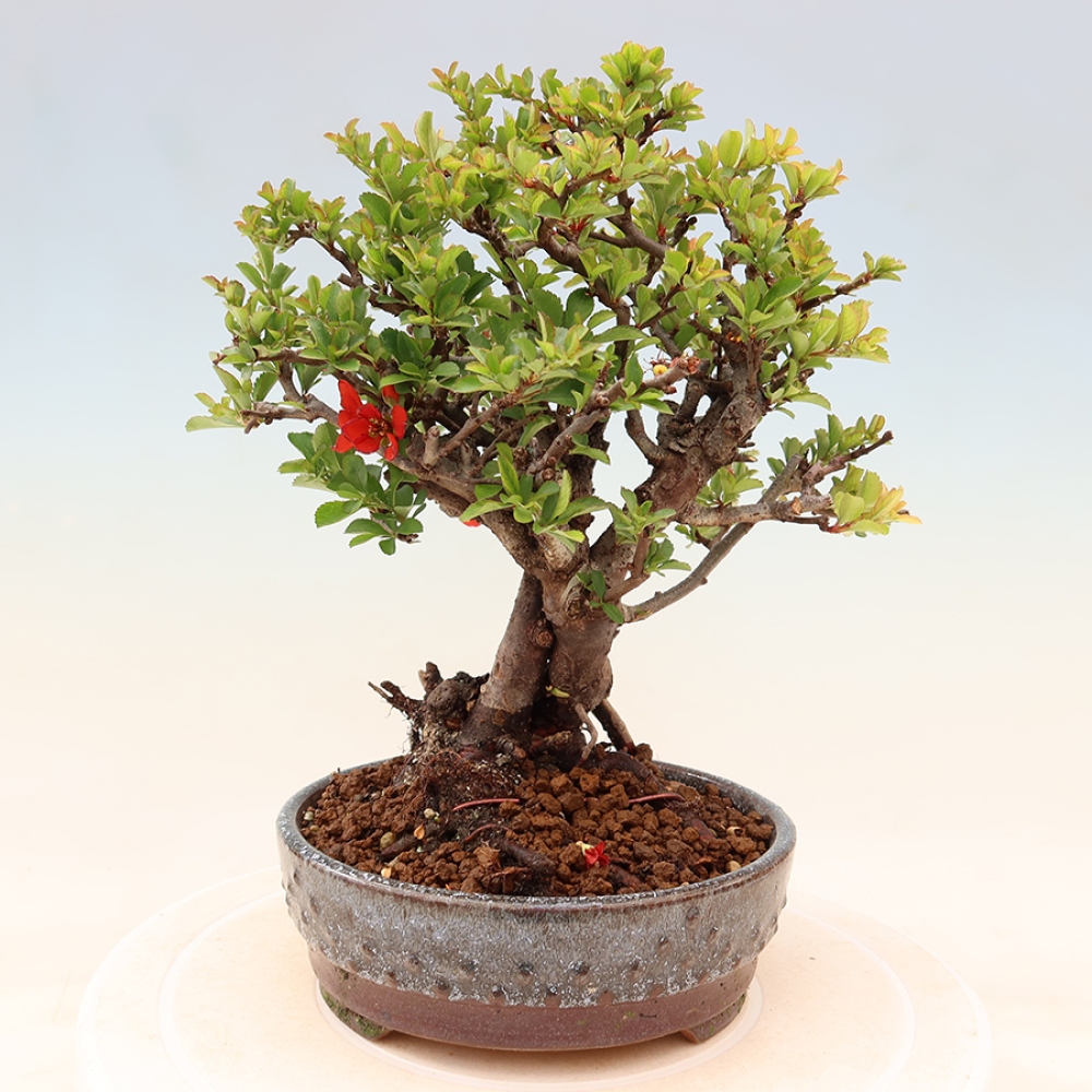 Bonsai zewnętrzne - Chaneomeles speciosa Chojubai