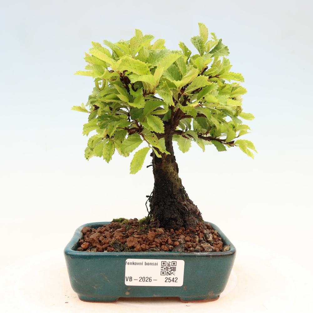 Bonsai zewnętrzne - Zelkova - Zelkova NIRE