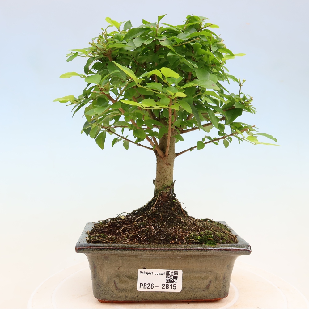Pokój bonsai - Ligustrum chinensis - Dziób ptaka