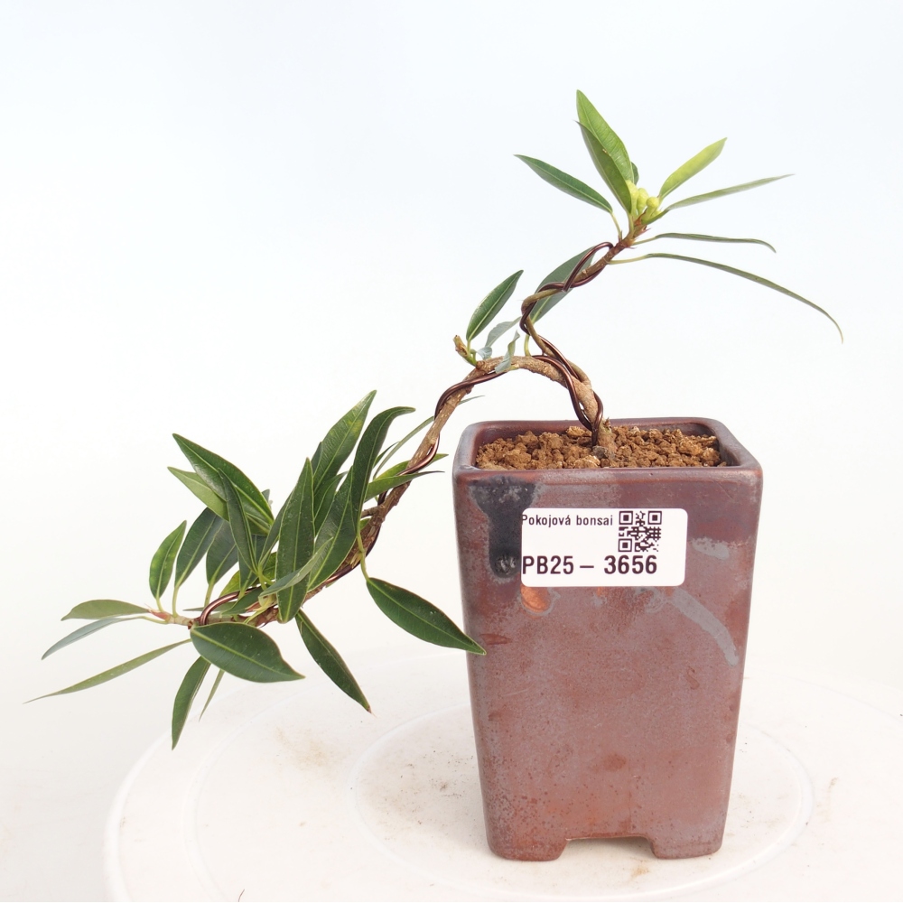 Pokój bonsai - Ficus nerifolia - figowiec drobnolistny