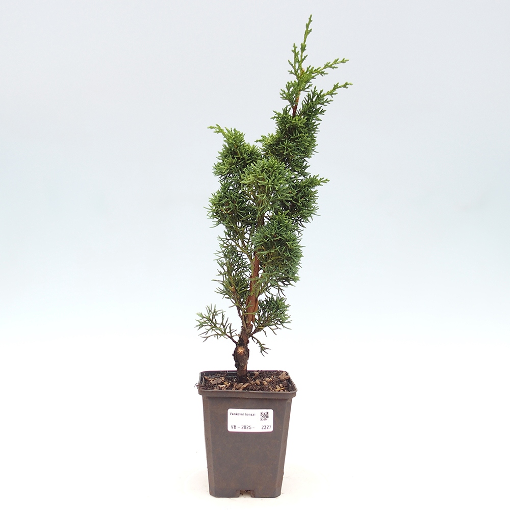 Outdoor bonsai - Juniperus chinensis Kishu - chiński jałowiec