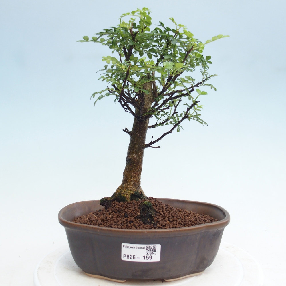 Pokój bonsai - Zantoxylum piperitum - drzewo pieprzowe