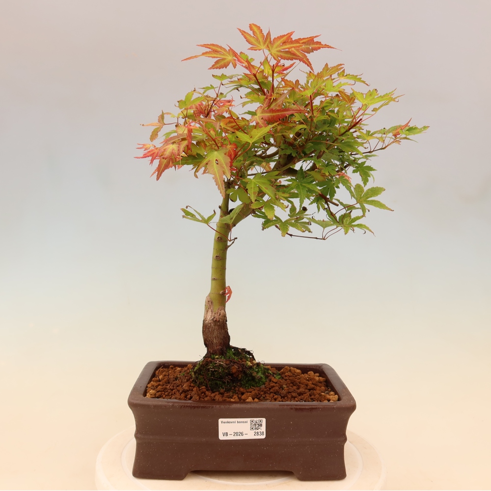 Klon pospolity - Acer palmatum Beni Tsukasa