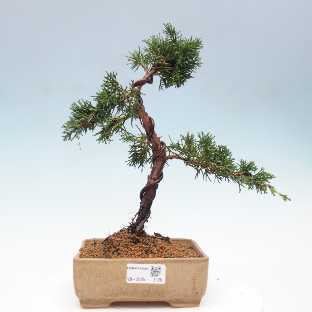 Bonsai zewnętrzne - Juniperus chinensis Kishu - Jałowiec chiński