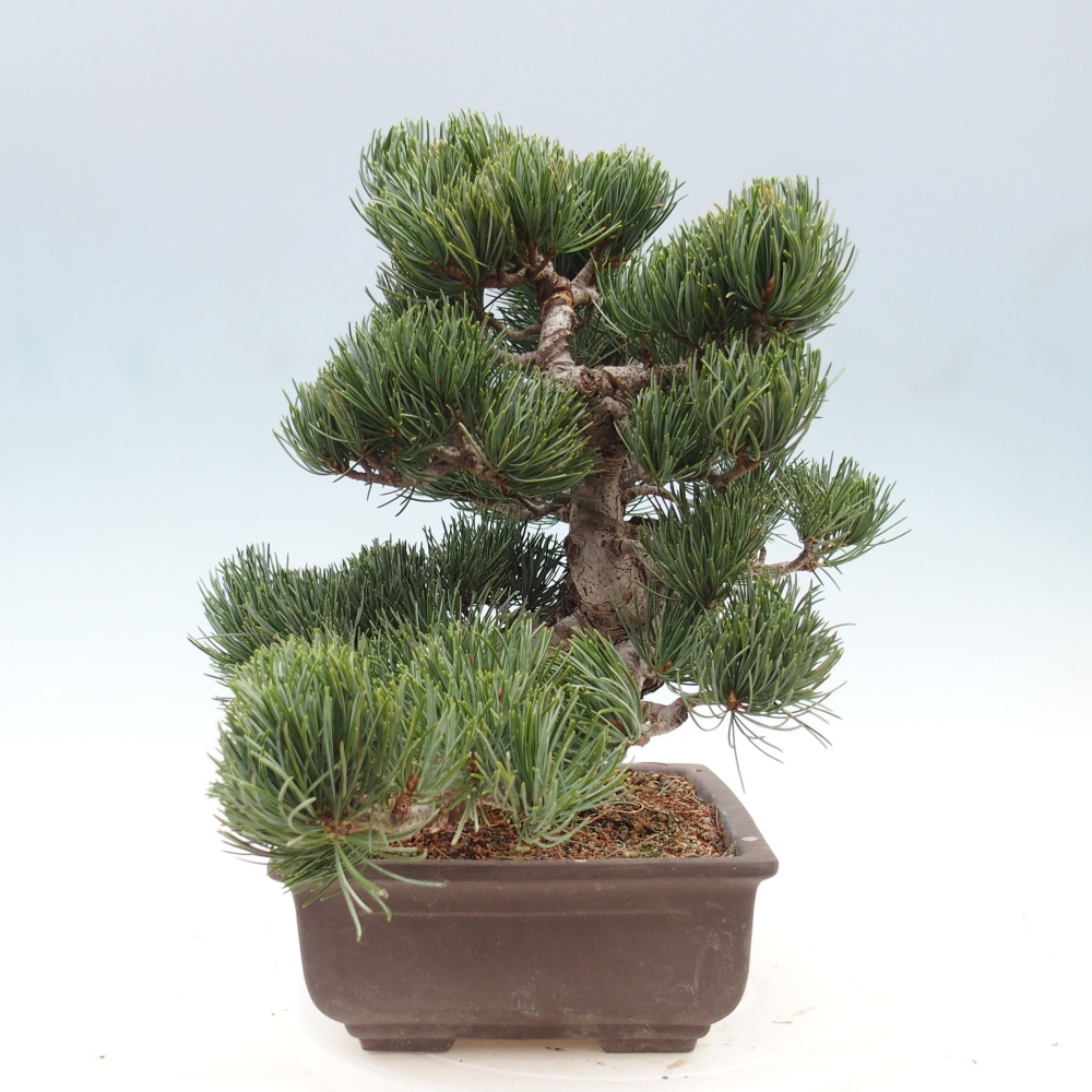 Outdoor bonsai - Pinus parviflora - Mała sosna