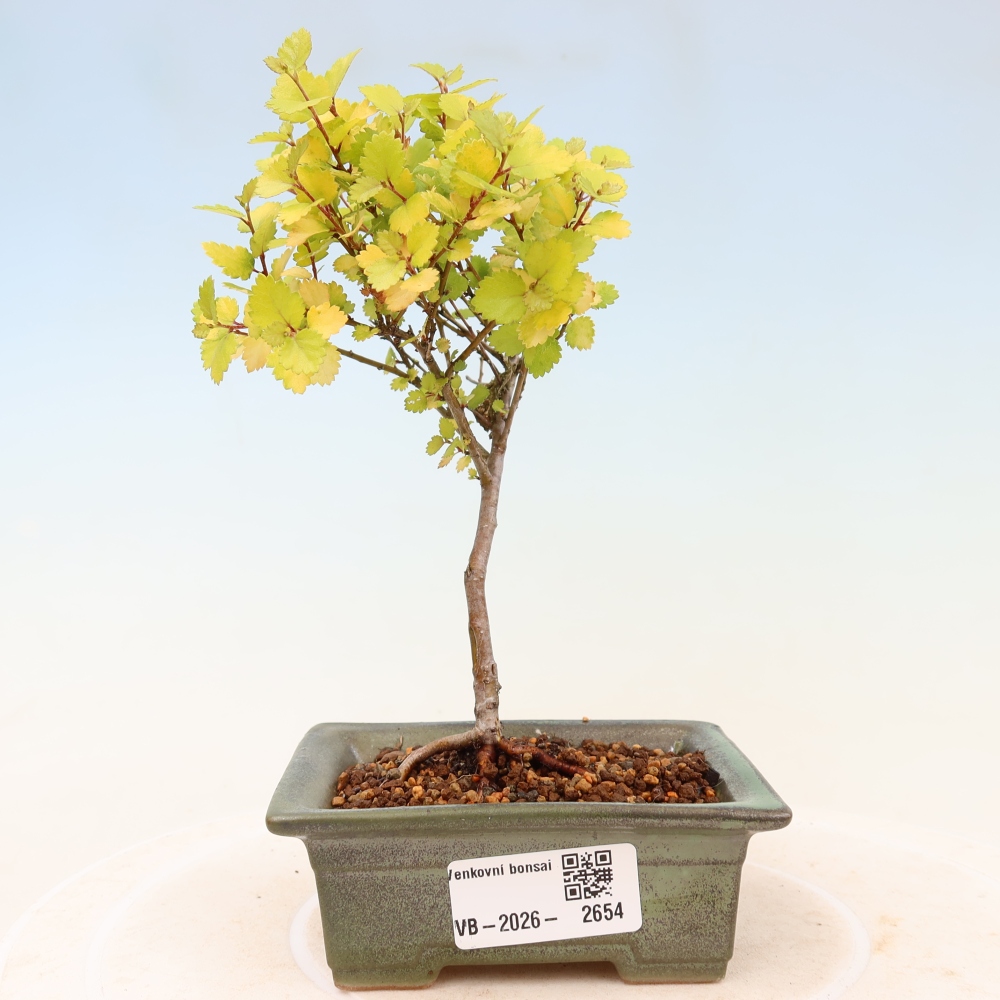 Bonsai ogrodowe – brzoza karłowata – Betula NANA Golden Treasure
