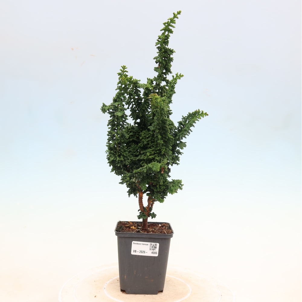 Bonsai zewnętrzne - Cham. obtusa SEKKA HINOKI - Cyprys