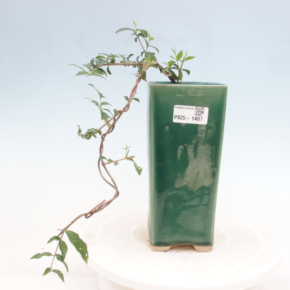 Bonsai pokojowe - Malpighia coccigera - Wiśnia Barbdorska