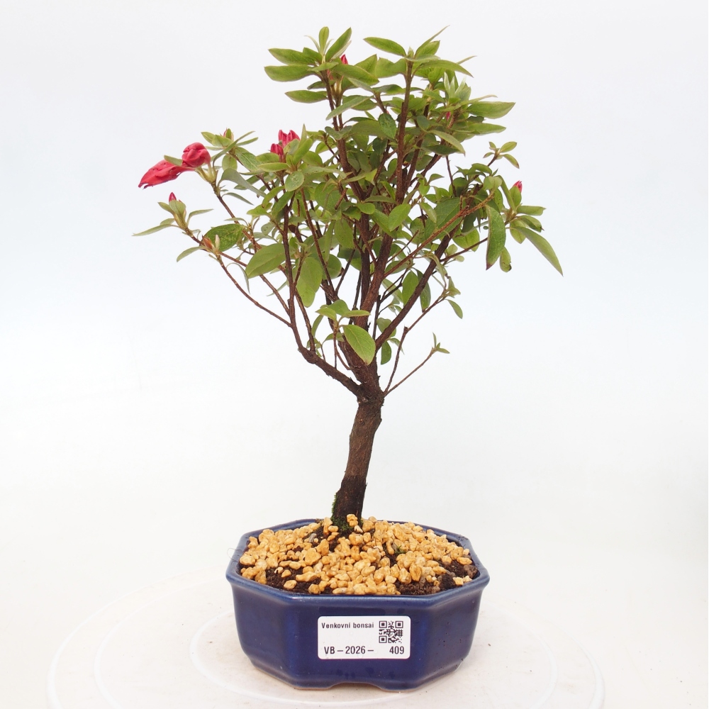 Outdoor bonsai - Azalia japońska - Azalea sp.