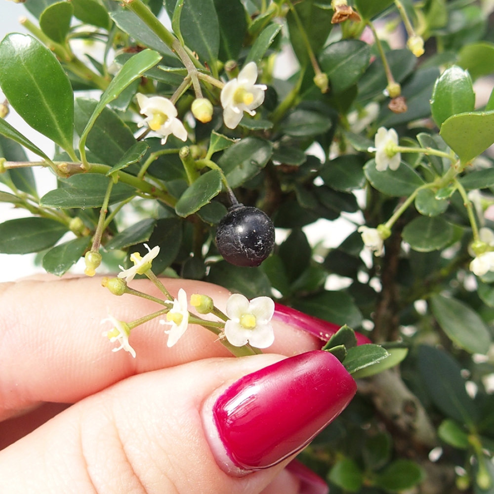 Pokój bonsai - Ilex crenata - Ostrokrzew