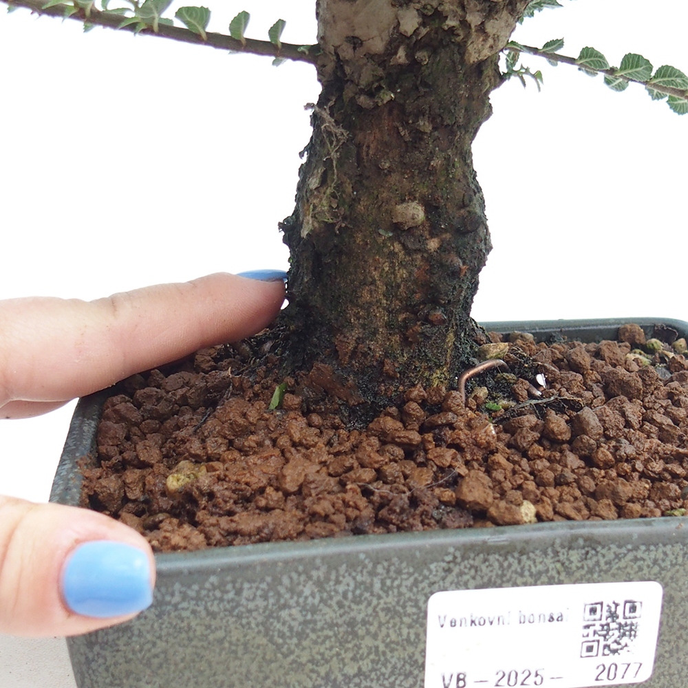 Bonsai zewnętrzne - Ulmus parvifolia Hokkaido - wiąz chiński