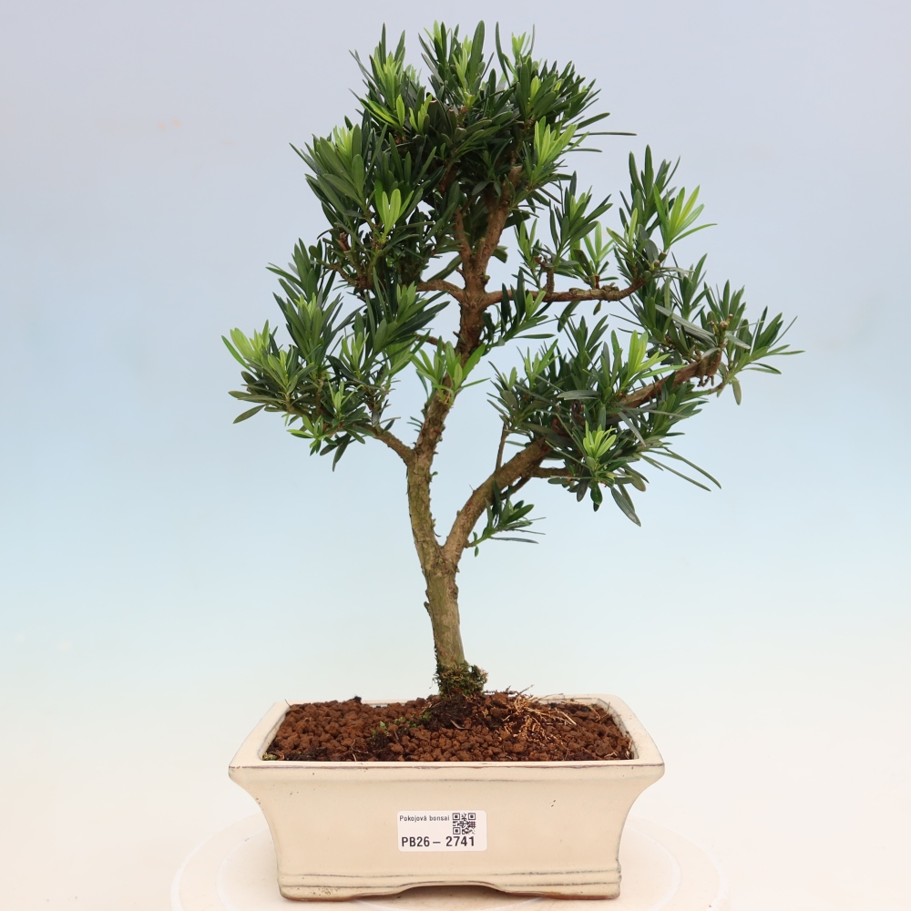 Pokój bonsai - Podocarpus - Kamienny cis