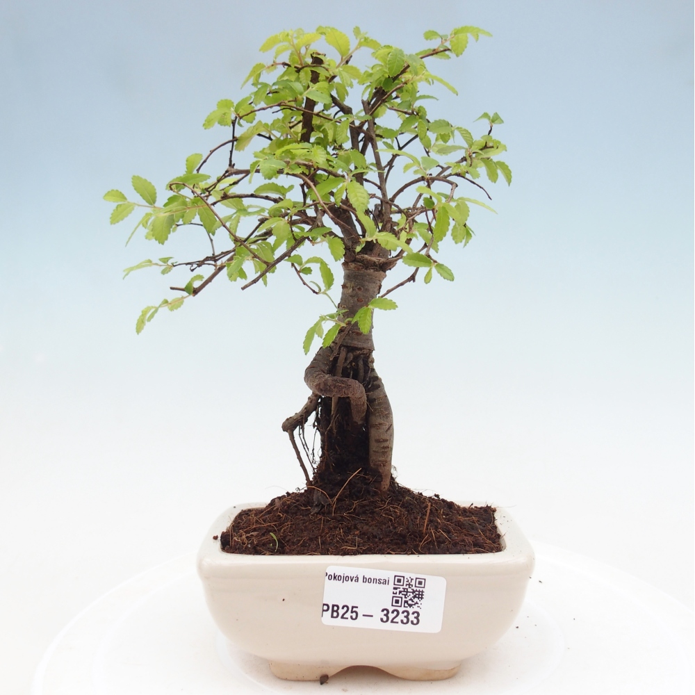 Pokój bonsai - Ulmus parvifolia - Wiąz drobnolistny
