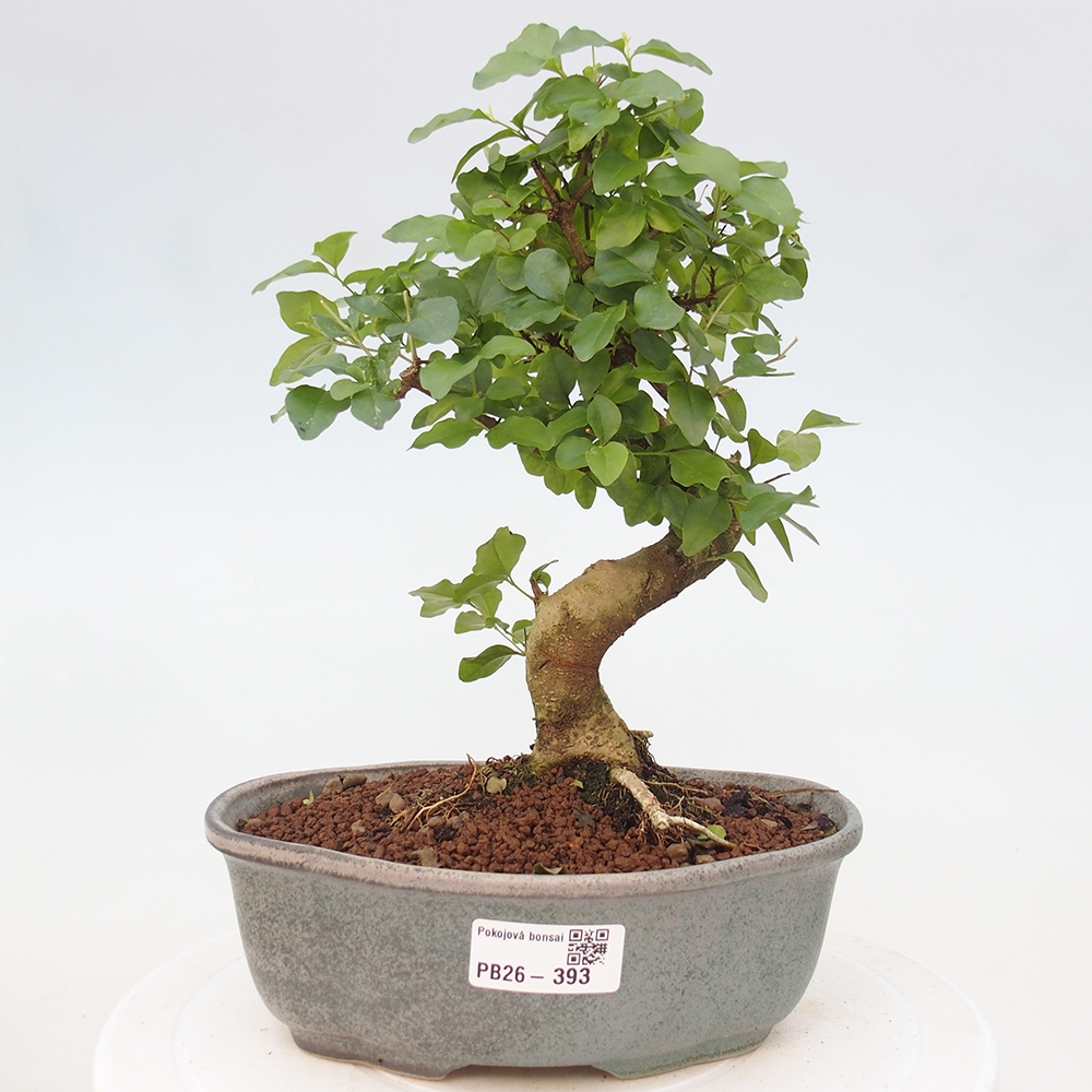 Pokój bonsai - Ligustrum chinensis - Dziób ptaka