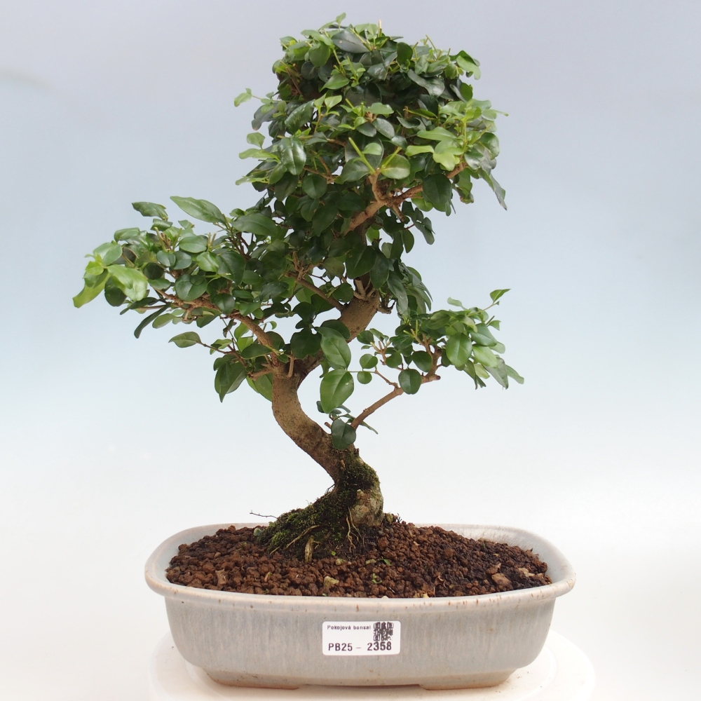 Pokój bonsai -Ligustrum chinensis - Ptasie oko