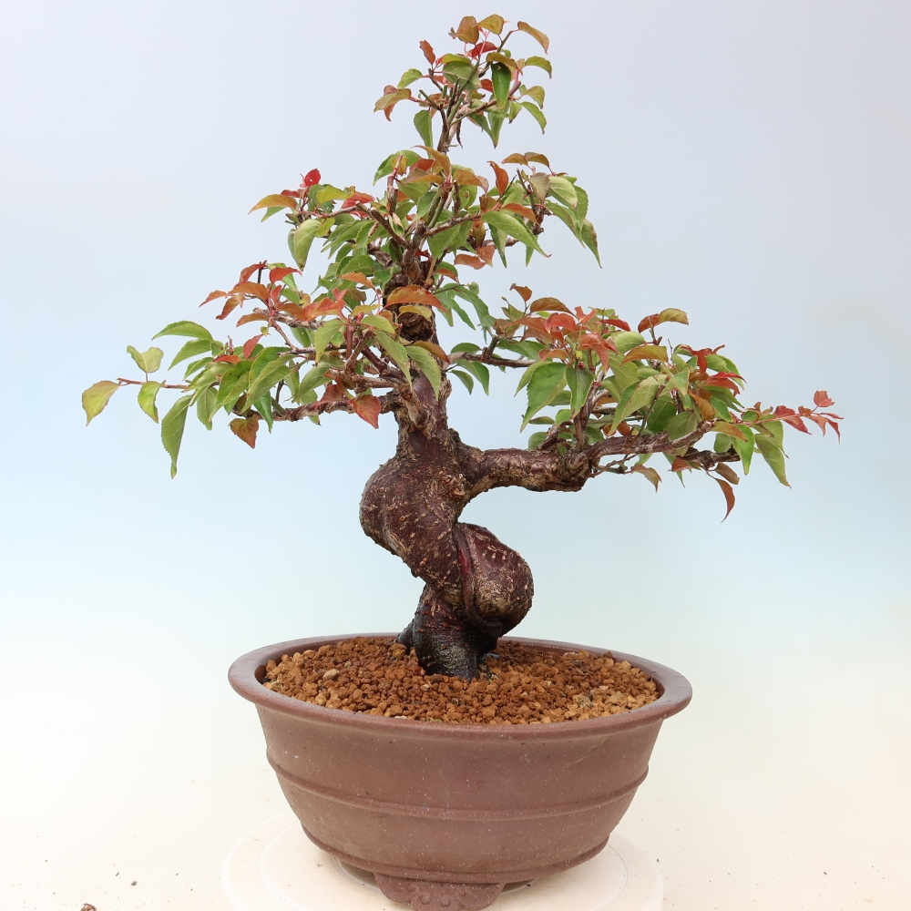 Bonsai ogrodowe – japońska śliwka – Prunus Mume