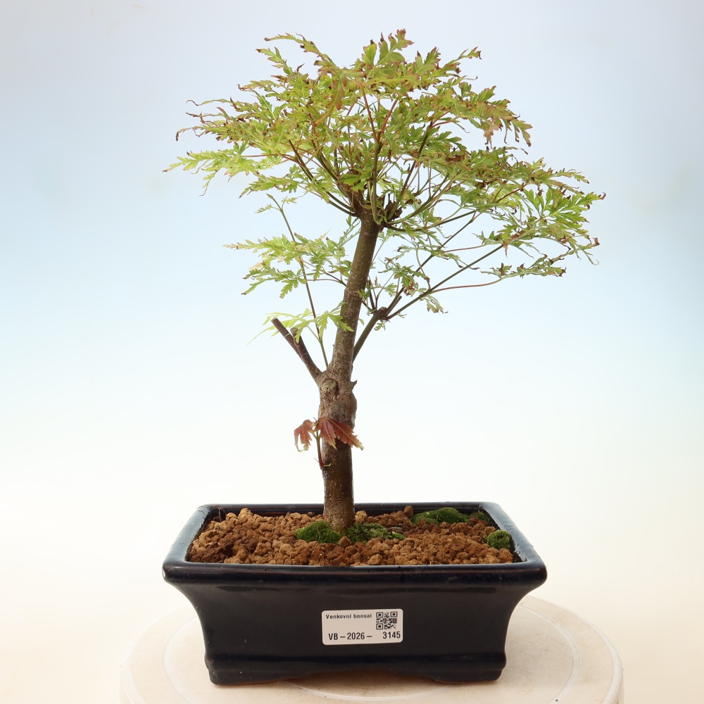 Bonsai ogrodowe – Acer palmatum Dissectum – klon palmowy 