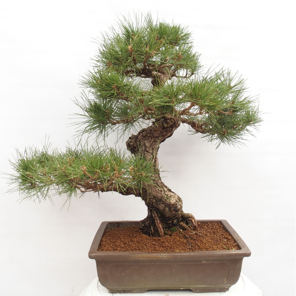 Bonsai ogrodowe - Pinus thunbergii - Sosna Thunberg